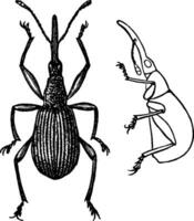 Clover Weevil, vintage illustration. vector