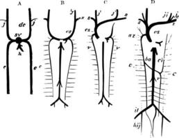 Development of Great Veins, vintage illustration. vector