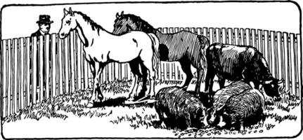 Farm Animals in Corral, vintage illustration. vector