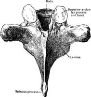 Sixth Thoracic Vertebra from Behind, vintage illustration. vector