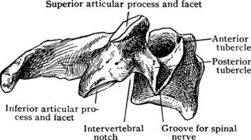 Side View of Fourth Cervical, vintage illustration. vector