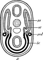 Excretory System Stage 2, vintage illustration vector