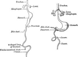 Development of the Alimentary Canal, vintage illustration. vector