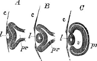 Development of the Primary Optic Vesicle in a Chick, vintage illustration. vector