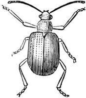 Grape Rootworm Beetle, vintage illustration. vector