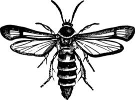 Blackberry Borer Female, vintage illustration. vector