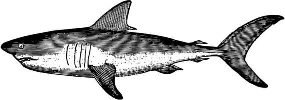 Mackerel Shark, vintage illustration. vector