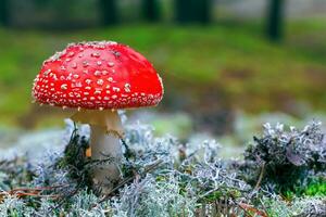 Amanita Muscaria. Red poisonous Fly Agaric mushroom in forest photo