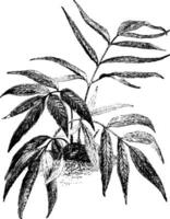 Gymnogramme Javanica vintage illustration. vector