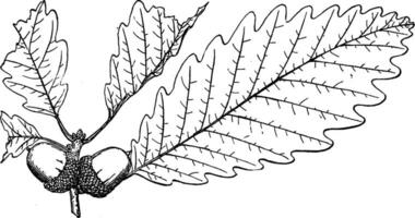 Branch of Swamp Chestnut Oak vintage illustration. vector