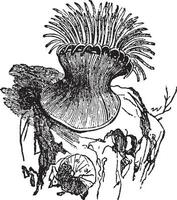Anemone, vintage illustration. vector