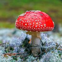 Amanita Muscaria. Red poisonous Fly Agaric mushroom in forest photo