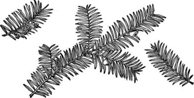 Branch of Pacific Yew vintage illustration. vector