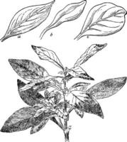 Telanthera Amoena vintage illustration. vector