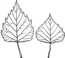 Leaves of Betula Pendula vintage illustration. vector