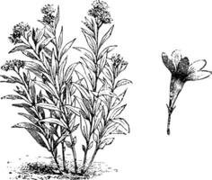 Habit and Flower of Amsonia Salicifolia vintage illustration. vector