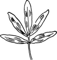 Shrubby Cinquefoil Leaf vintage illustration. vector