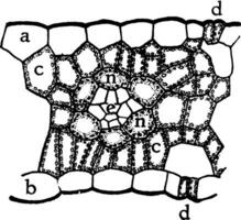 Indian Corn Leaf Cells vintage illustration. vector