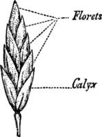 ilustración vintage de hierba de lanza anual. vector