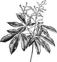 Flowering Branch of Pavia Rubra vintage illustration. vector