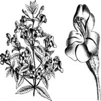 Upper Portion of Plant and Detached Flower of Mimulus Cardinalis vintage illustration. vector