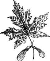 Acer Saccharinum vintage illustration. vector