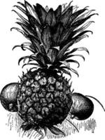 Pineapple vintage illustration. vector