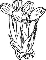 Compound Flower vintage illustration. vector