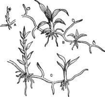 Moss Protonemata vintage illustration. vector
