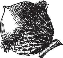 Bur Oak Acorn vintage illustration. vector