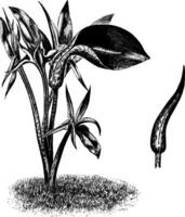 Habit and Young Unopened Spathe of Helicodiceros Crinitus vintage illustration. vector