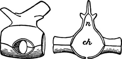 Dorsal Vertebra of the Hylonomus, vintage illustration. vector