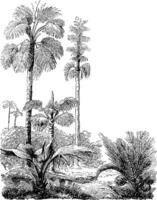Gebang and Nipa Palm Trees vintage illustration. vector