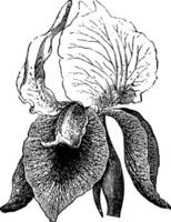 Flower of Iris Iberica vintage illustration. vector