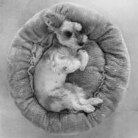 Cute Miniature Schnauzer Relaxing on its Cozy Round Bed photo