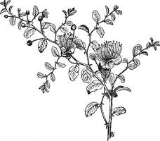 Capparis Spinosa vintage illustration. vector