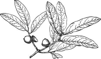 Branch of Swamp Laurel Oak vintage illustration. vector