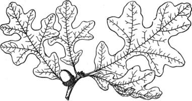 Branch of Quercus Minor vintage illustration. vector