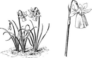 Habit and Detached Flower of Narcissus Calanthinus vintage illustration. vector