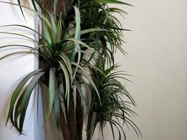 Houseplant with narrow leaves. Background with houseplant photo