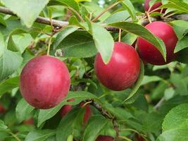 Cherry plum fruits. Ripe red cherry plum fruits. Fruit harvest photo