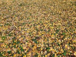 Fallen leaves. Background of fallen autumn leaves. Yellow autumn leaves photo