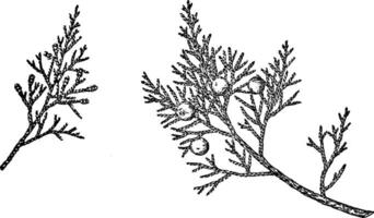 Branch of Savin Juniper vintage illustration. vector