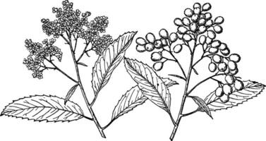 Branch of Toyon vintage illustration. vector