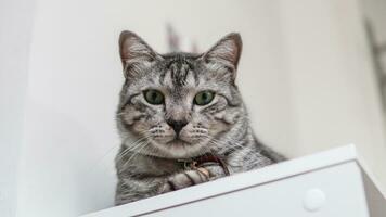 retrato de un linda gris gato foto