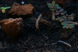 Closeup view of small nonpoisonous centipede-like reptiles photo