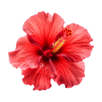 AI generated Red hibiscus flower isolated on transparent background png