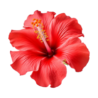 ai genererad röd hibiskus blomma isolerat på transparent bakgrund png