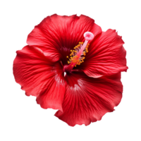 ai genererad röd hibiskus blomma isolerat på transparent bakgrund png