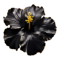 ai gerado Preto ouro flor isolado em transparente fundo png